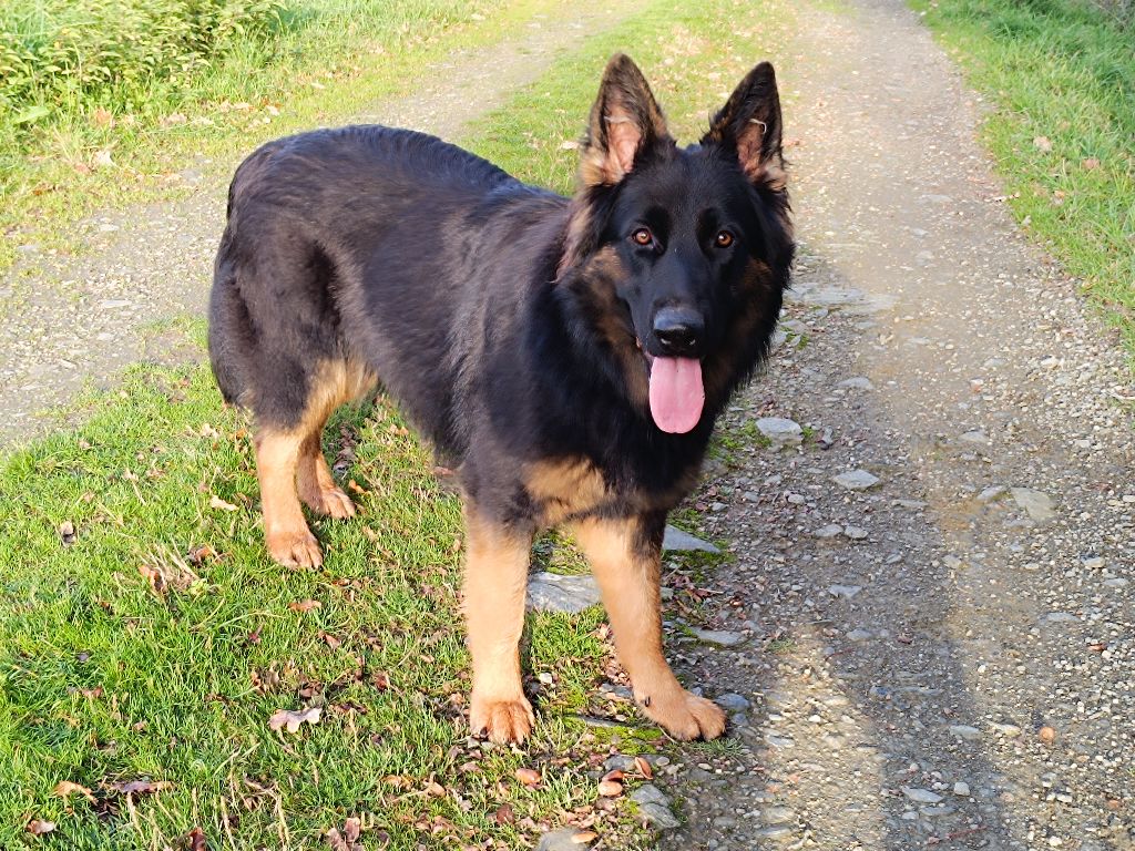 Astrale De L'Aisance Des Bois