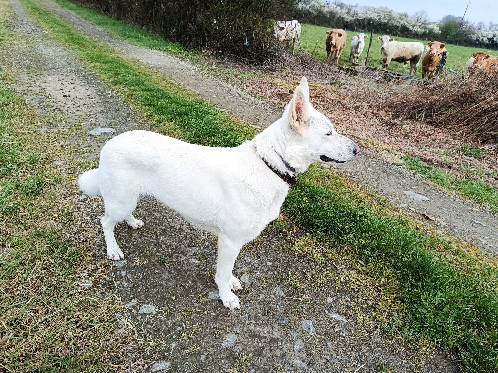 T'mirajane dite taÏga De L'arrache Coeurs