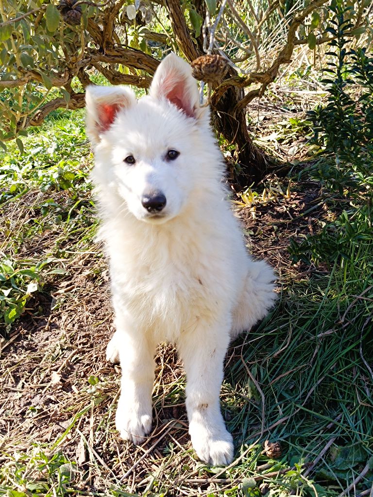 PROCHAINE PORTÉE PRÉVUE AU PRINTEMPS 2026