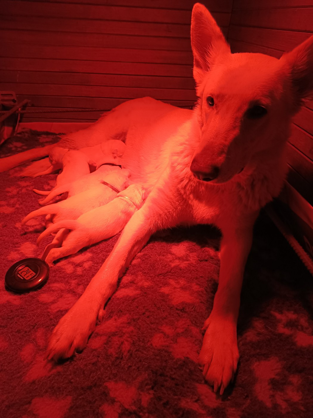 🎉 Carnet rose au domaine de Bois Ferret ! 🎉