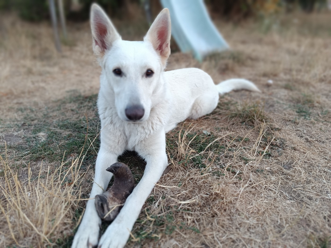 Taïga se repose !