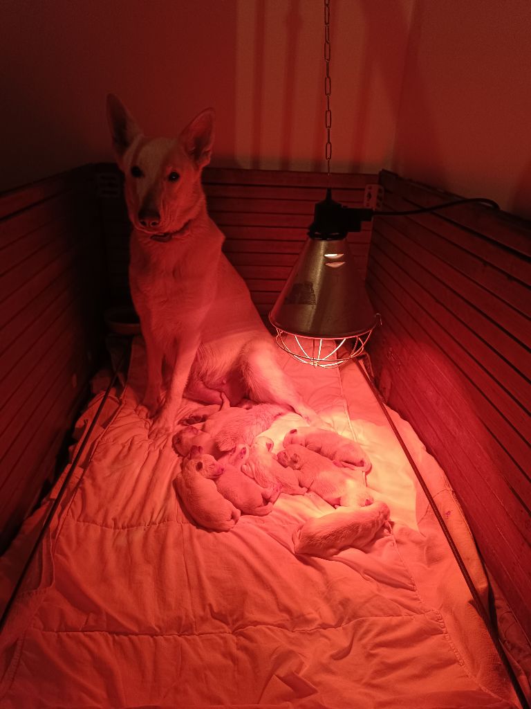 28/11/2024 : 7 petits loups blancs