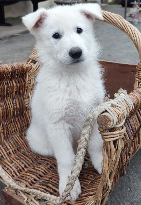 CHIOT 4 : VANILLE dit VITEL