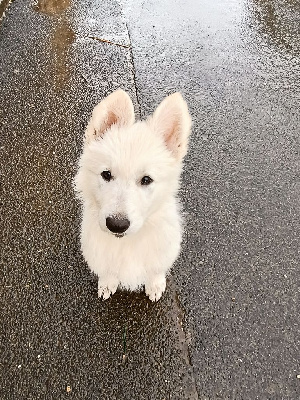 CHIOT 3 : VOLTIGE dit APONIE