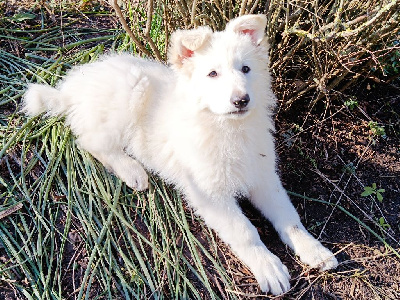 CHIOT 5 : VIRGULE dit LUNA