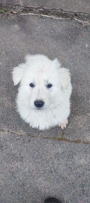 CHIOT 2 : VELCROC dit VOLT